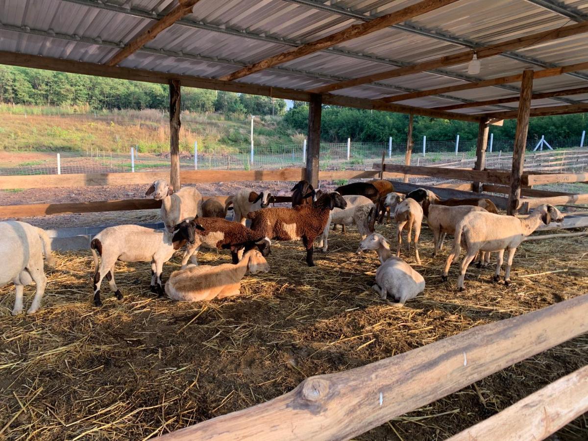 ฟาร์มแกะภูกระดึง Waraporn Valley Ban Nong Tum Esterno foto